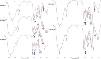 Comparison of Cell Wall Polysaccharide Composition and Structure Between Strains of Sporothrix schenckii and Sporothrix brasiliensis